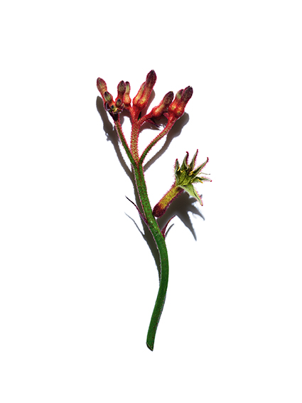 Flor Canguro versión Clarins