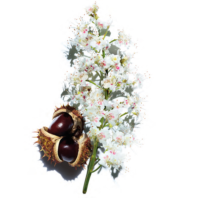 Flores de castaño y castaña, dos ingredientes clave en la fórmula de Nutri-Lummière, de Clarins.