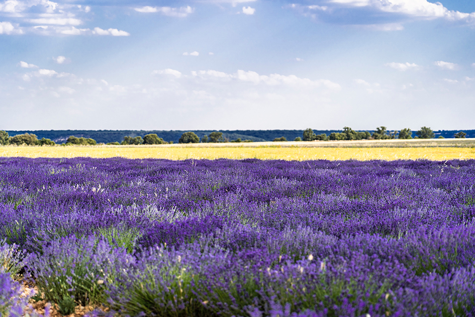 El Pacto Verde de la UE hace peligrar el cultivo de lavanda