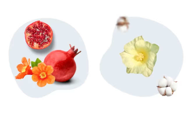 Vytrus Photobiome planta