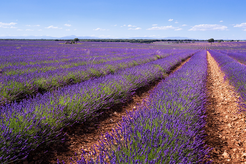 Crisis de la lavanda en España, sector aromáticas en España