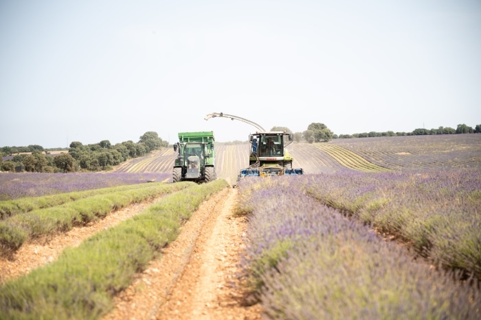 Academia del Perfume Lavanda Brihuega 2026